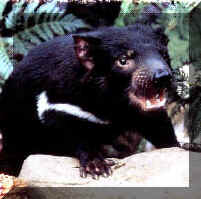 tasdevil.jpg (13234 bytes)